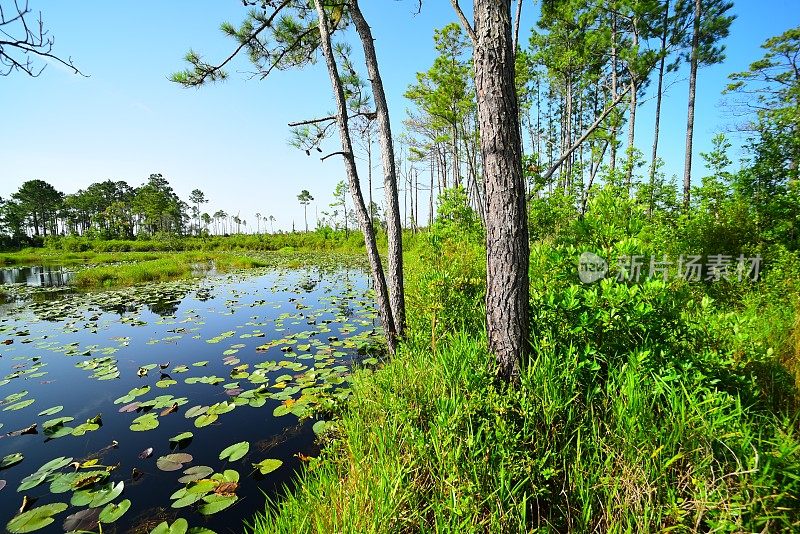 Forest lake with floating Lily pads and pine trees on bank